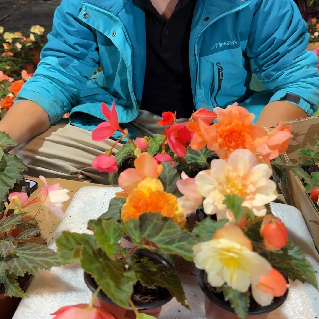 当前无花栽培后可以开花90杯初吻 香槟日出 浆果 玛丽宝 白桃