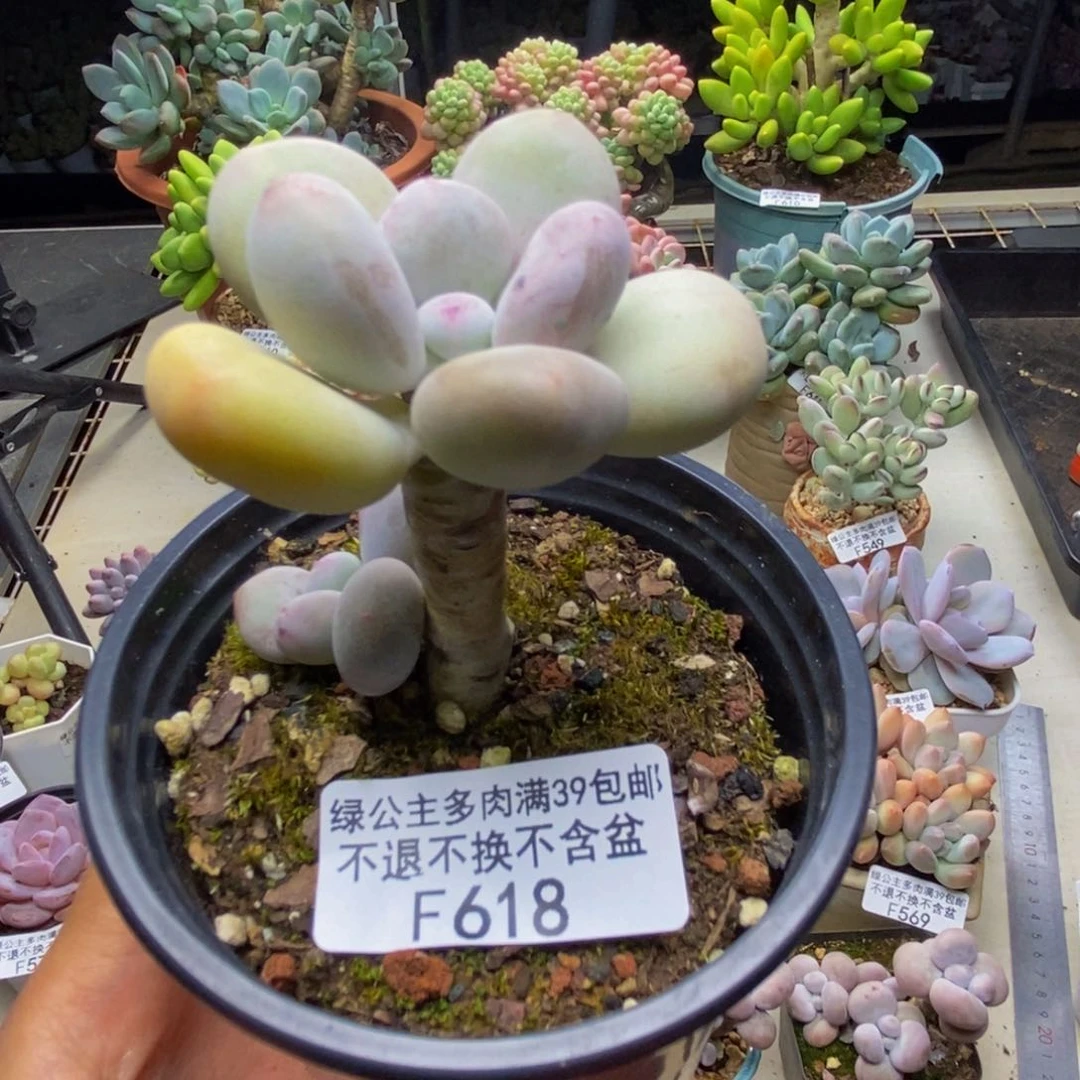 618蛋黄奶多肉6c m