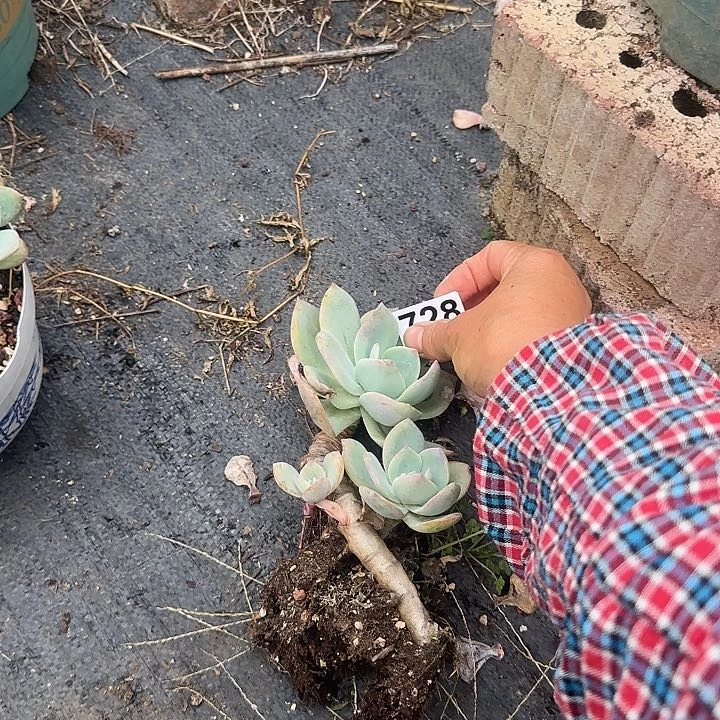 你****卷728白凤特价不售后脱土发货不退不换