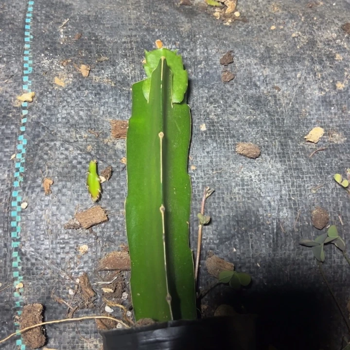 060嫁接单片小破苗一颗12.8