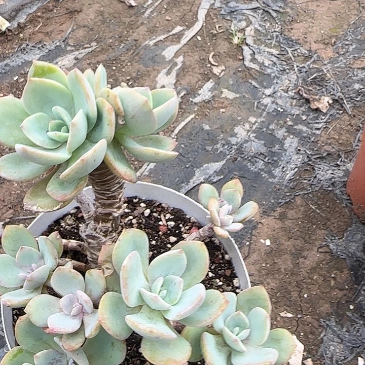 s****t613白凤脱土发货不退不换