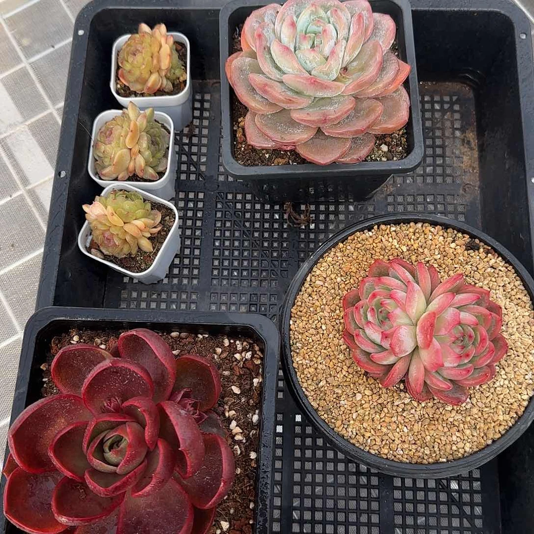 从前慢甄选多肉编号惊喜套餐