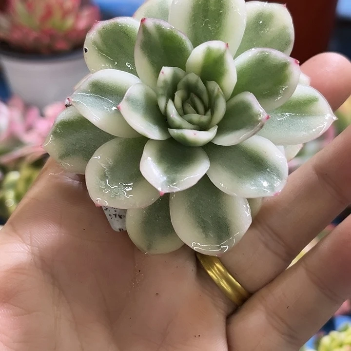 737韩苏锦炸多肉植物哇啦塞
