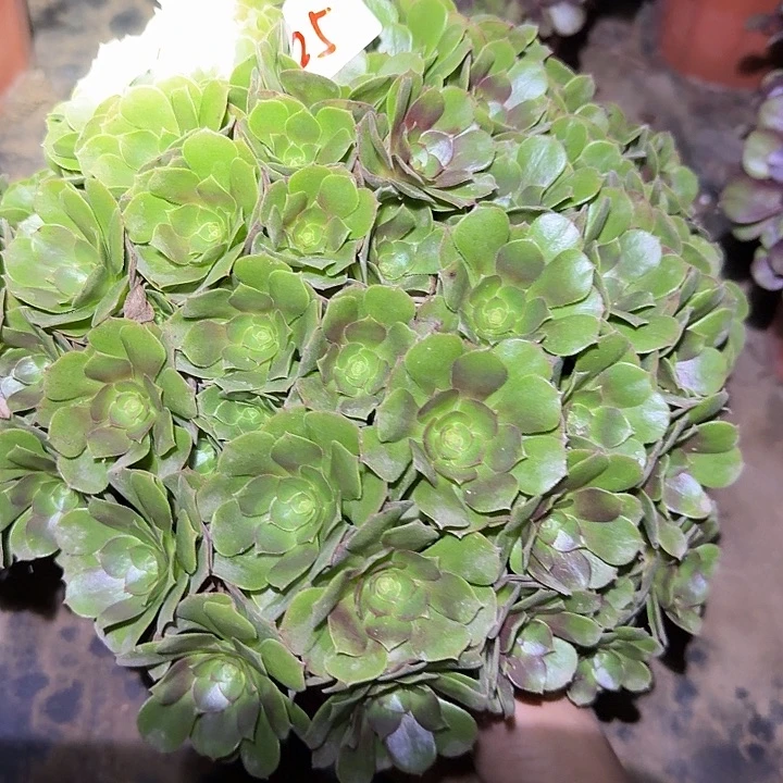 精品红心沙拉碗绣球朵朵巨无霸福利