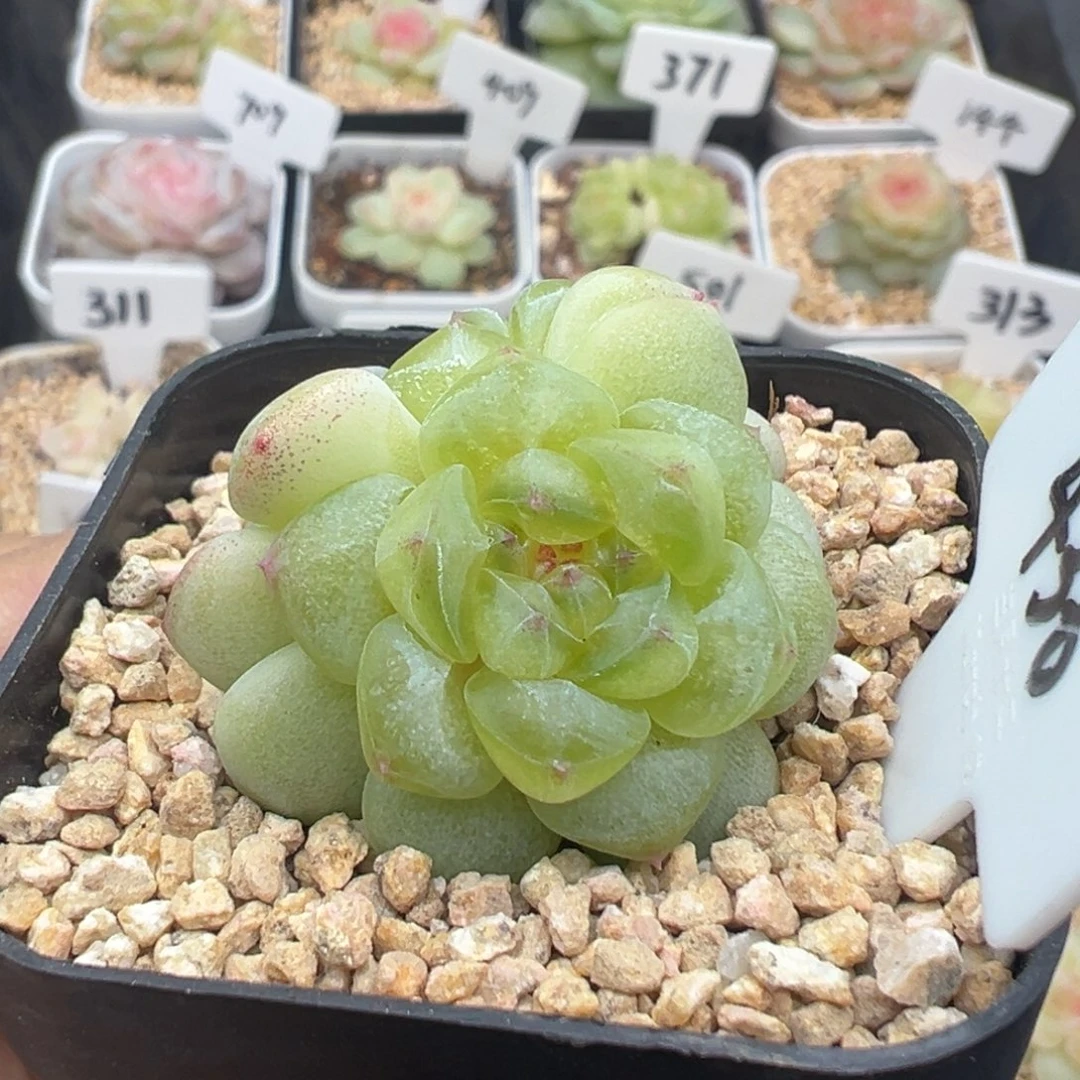 436号相柳 晗雨多肉