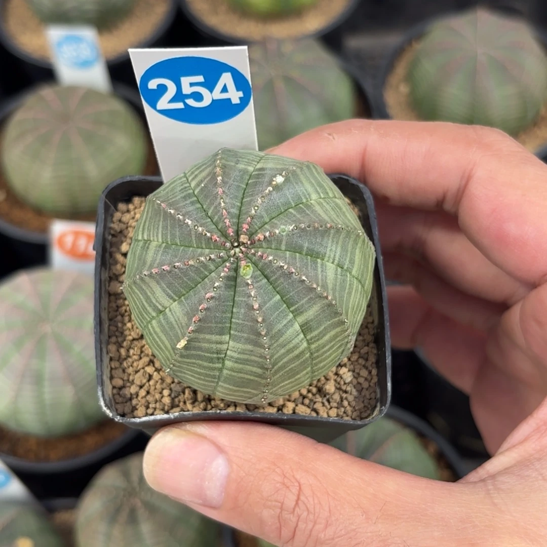 254欧版布纹球带盆带土