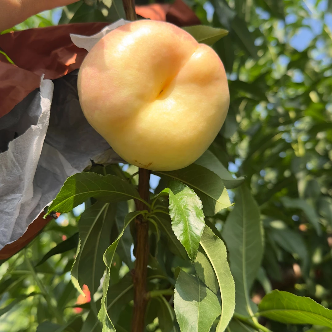 山东蒙阴大白奶油蟠桃新鲜多汁夏日尝鲜