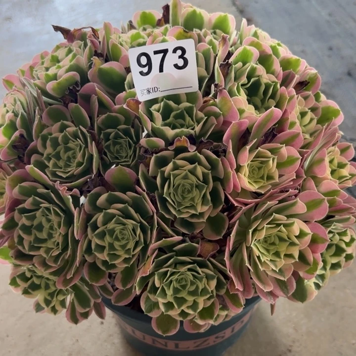 973白凤30厘米左右