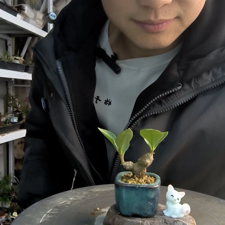 @****钰小盆景小植物一物一拍9