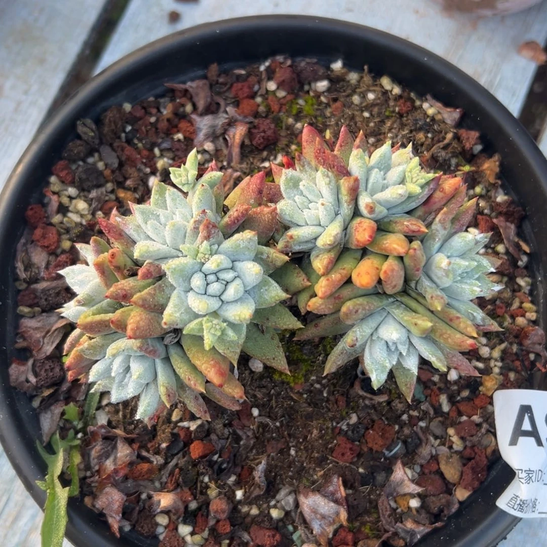 白雪杂～一物一拍957