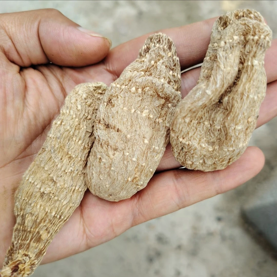 乌天麻云南纯天然