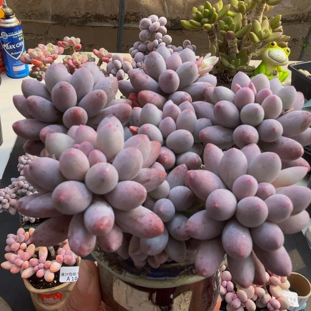 012/10cm手指奶多肉