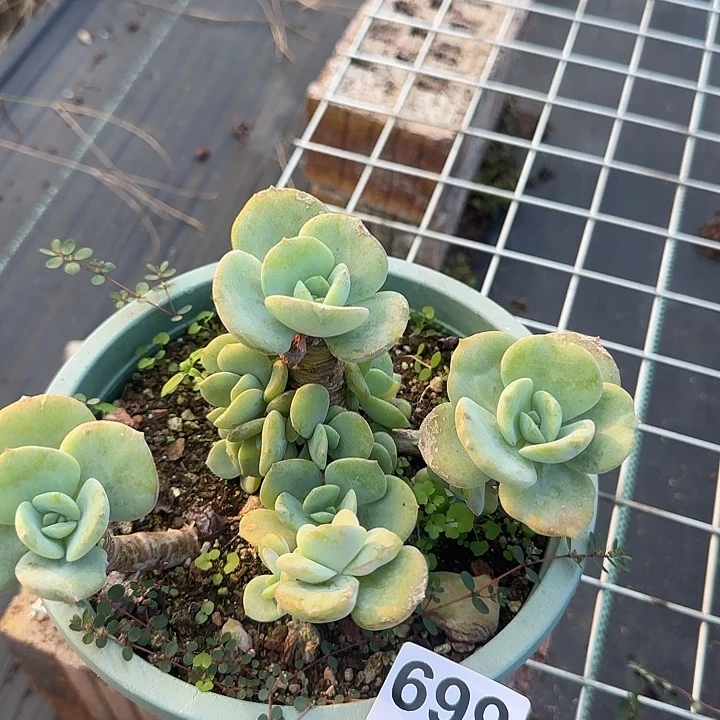 s****t699白凤脱土发货