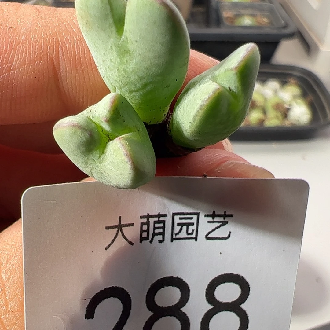 一物一拍。       288