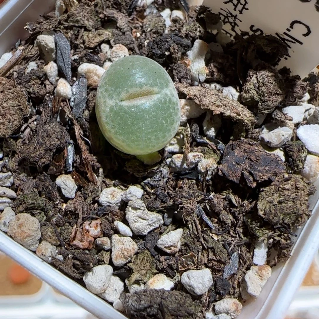 肉锥多肉植物组合-安格1114