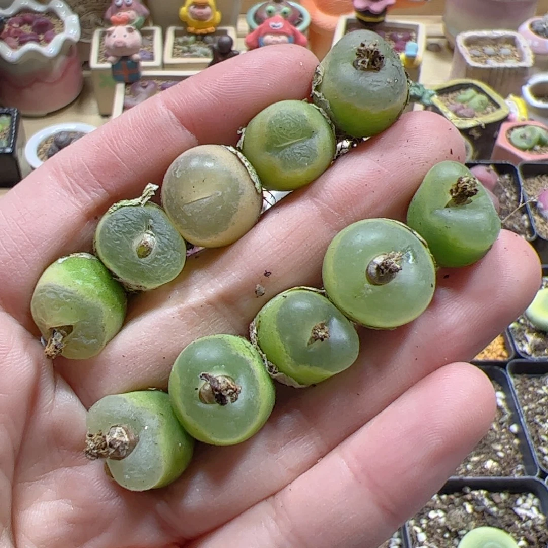 【闪购商品】239 o泡x10