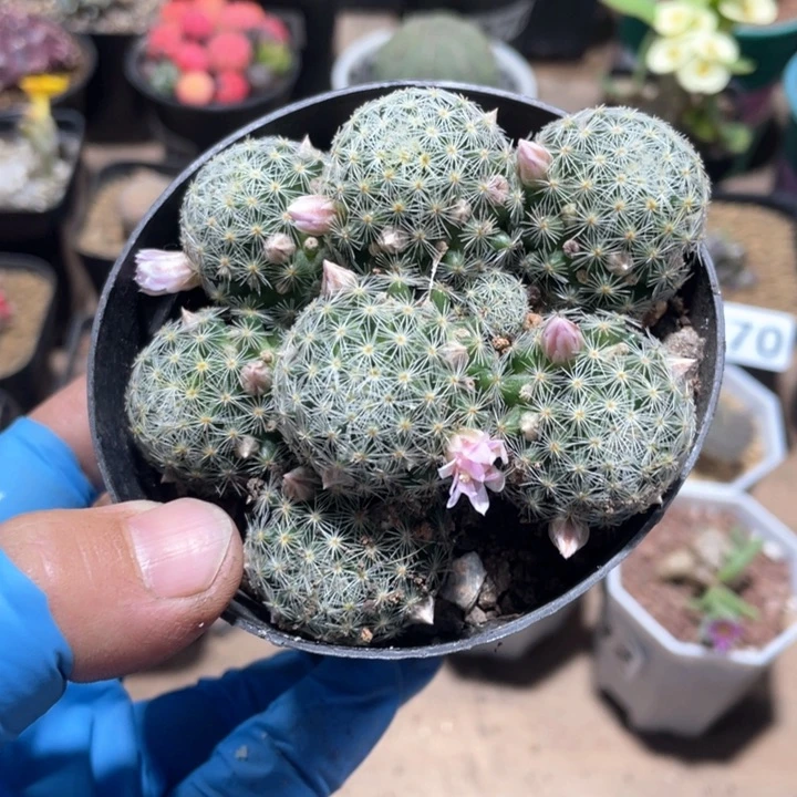 S****?774实生吉赛尔多头