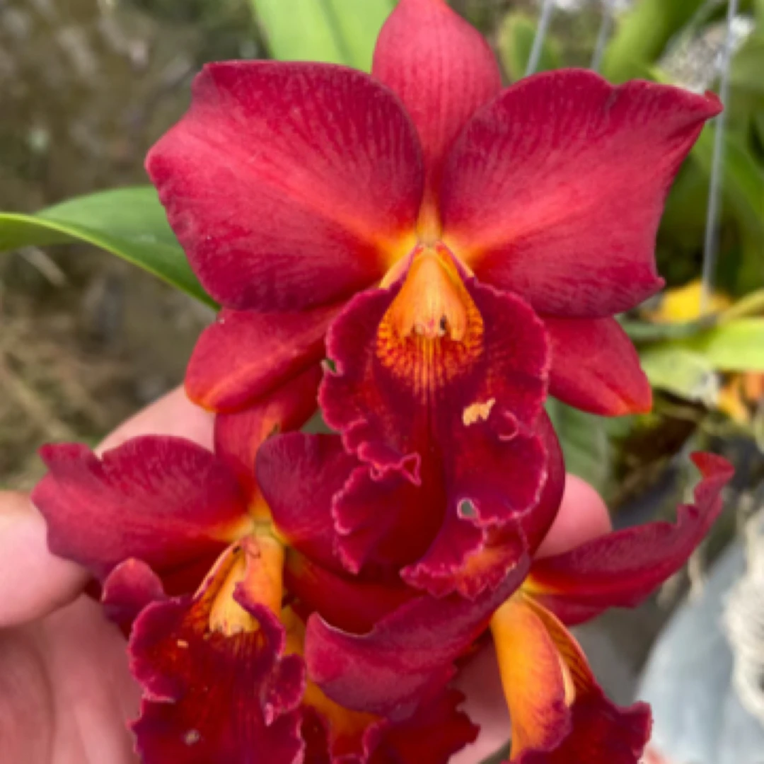 雷龙卡特兰花香  适合盆栽  可室内室外养