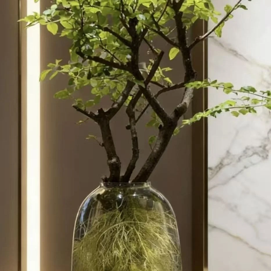 小叶女贞水培发根植物室内好养易活茶室客厅观赏绿植