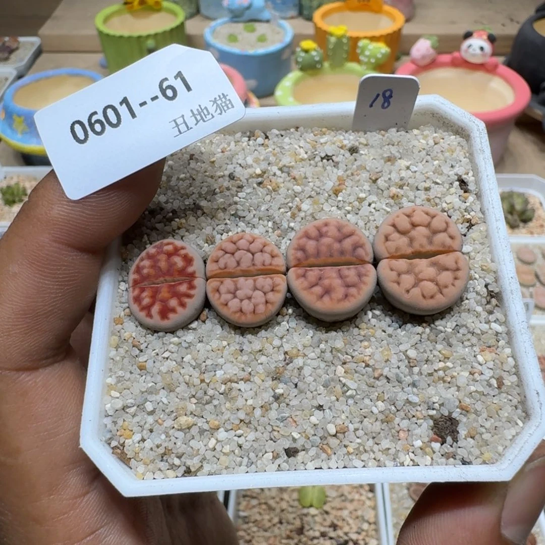 ?***?0601-061生石花