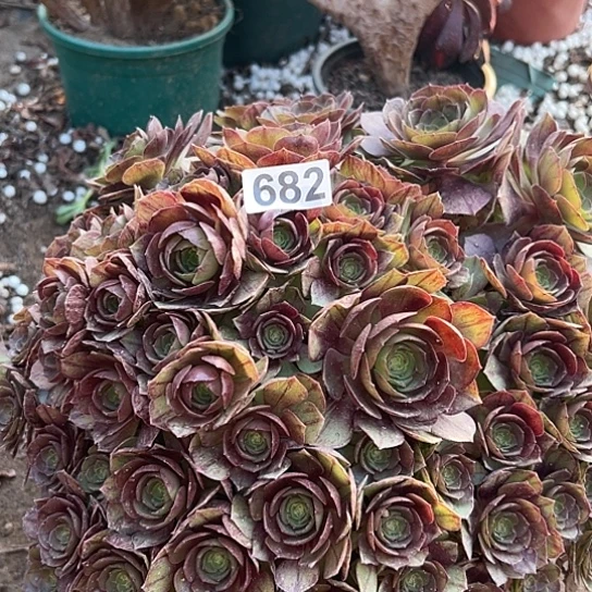 古***姐多肉植物一个撕拉碗682
