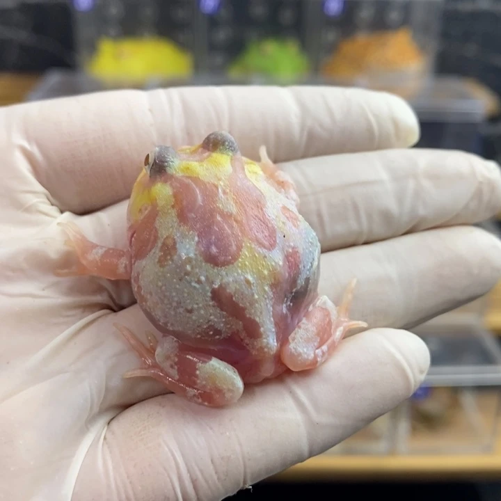 角蛙663号亲爱的专拍变异