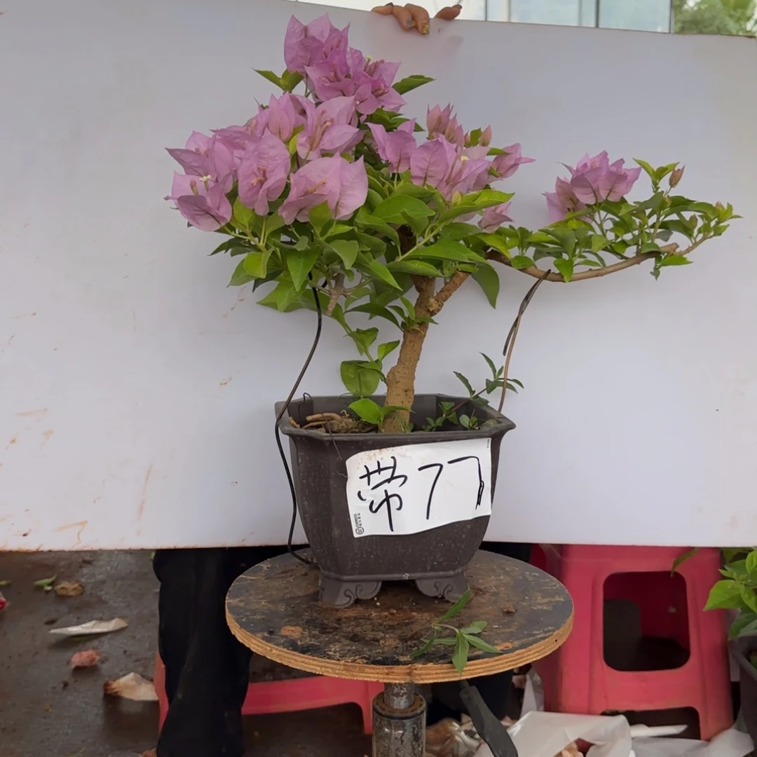 大部分花苞少量开放77 金夫人