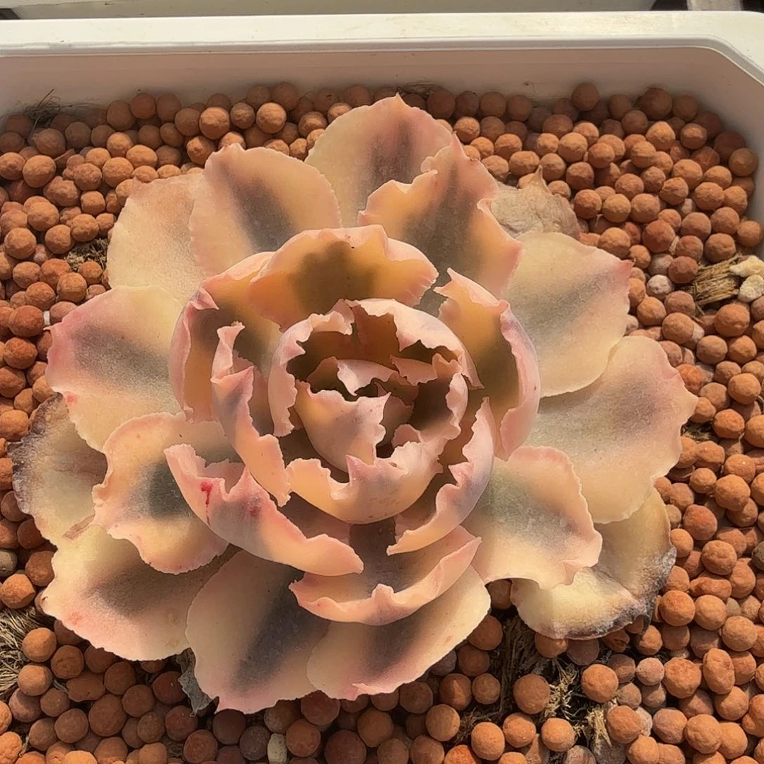 佛罗伦萨锦，覆轮锦