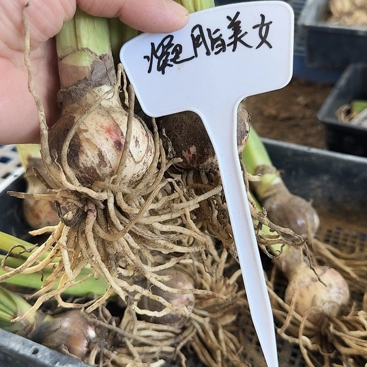 凝脂美女朱顶红一棵5＋