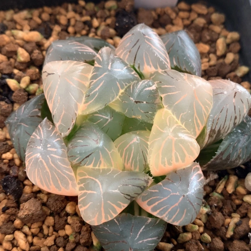 【闪购商品】72玉露