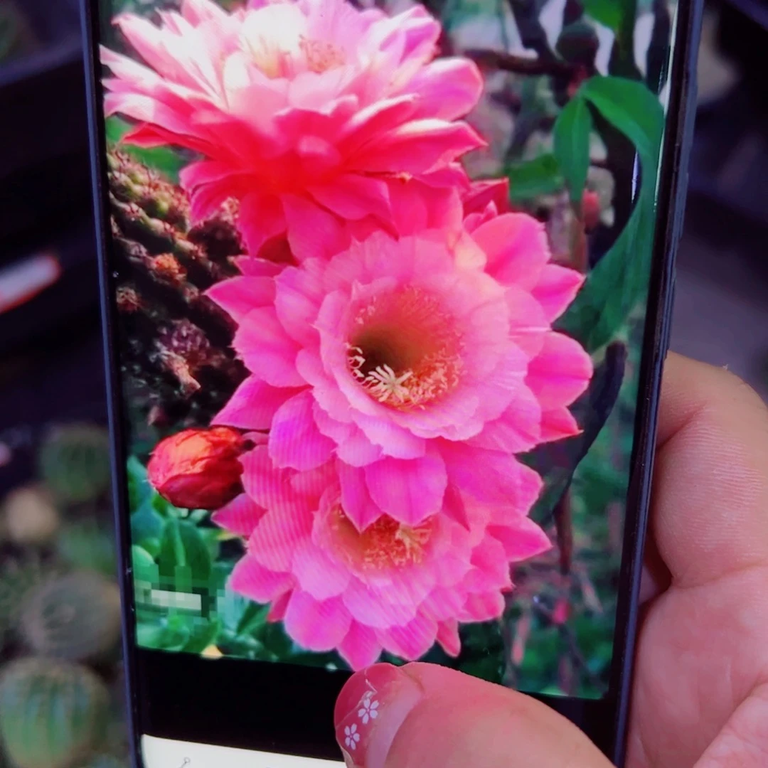 下45金妞奈何歪无根侧芽5公分左右20包邮