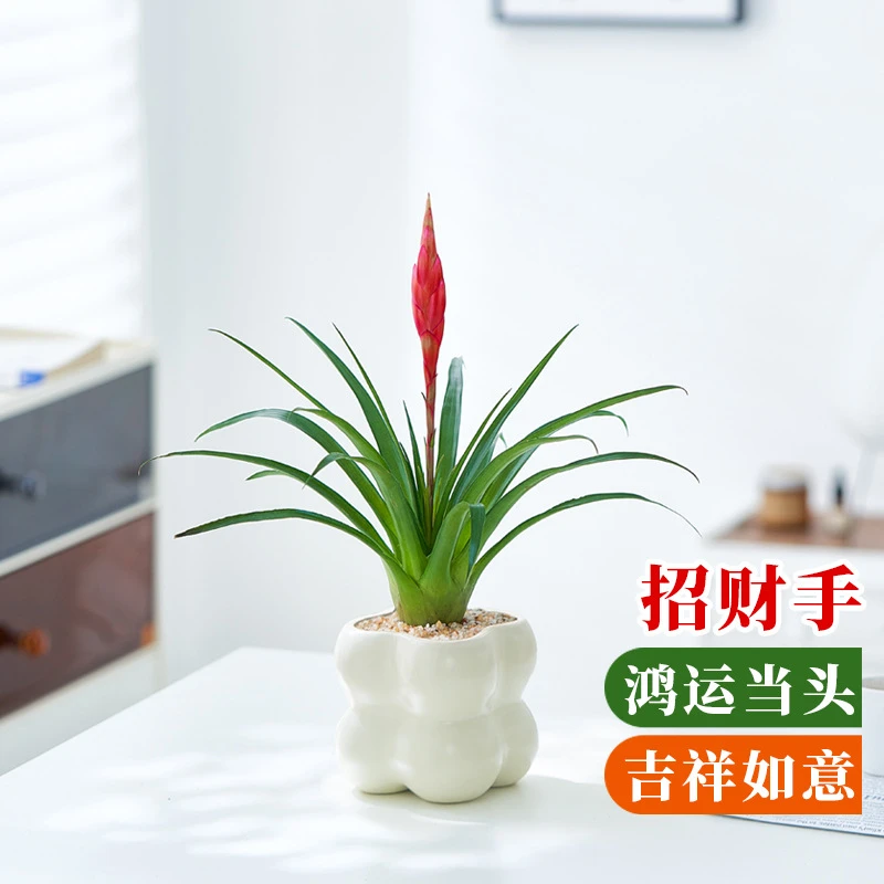招财手植物鸿运当头盆栽招财树绿植小辣椒带花发货室内桌面盆景