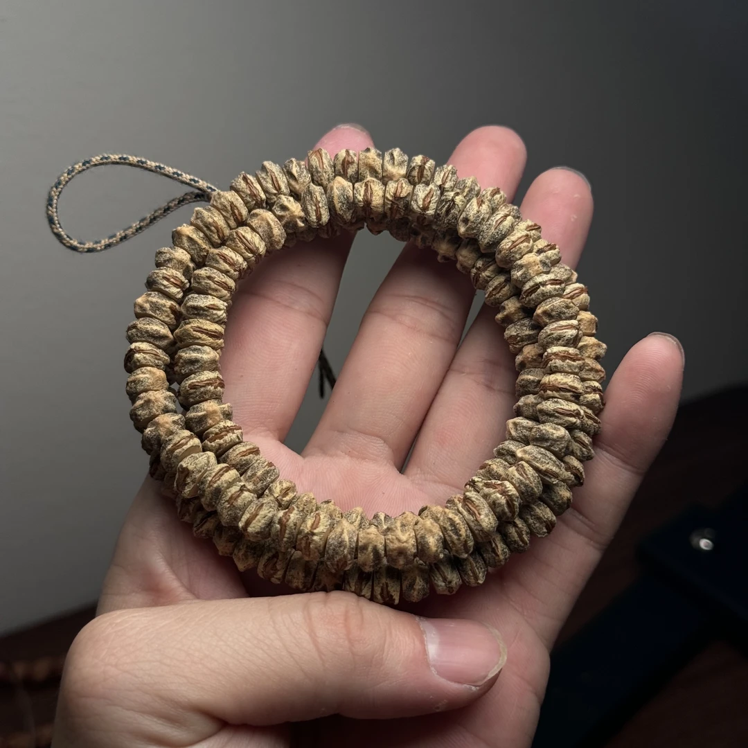 热振柏香籽藏青皮橙牙直切