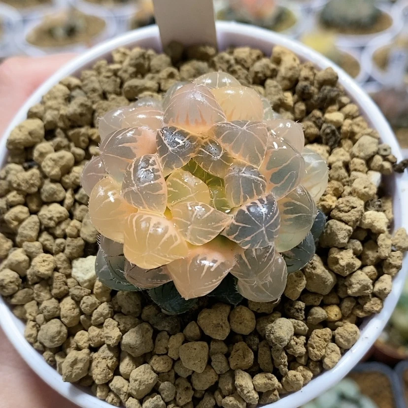 【闪购商品】27糊斑蓝镜玉露锦