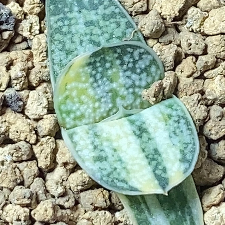 不带盆脱土裸根发货