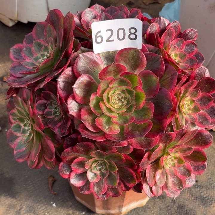 新品赤子心开播福利多肉