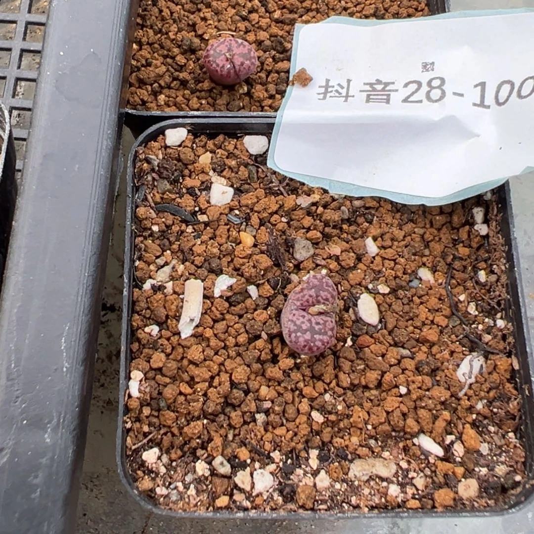 28-100马克李子多肉植物