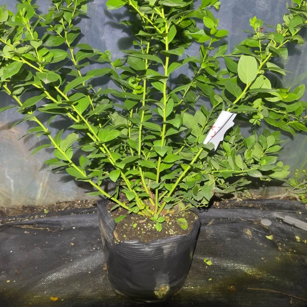 土***人超大钵25一物一拍0588
