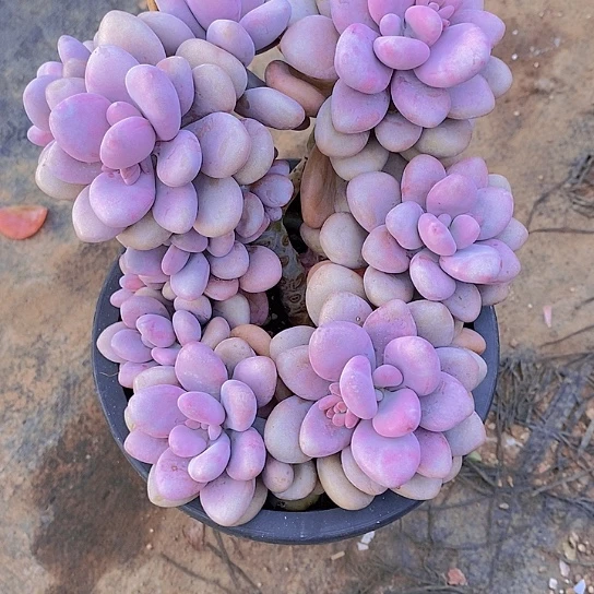 漠*桃蛋多肉植物