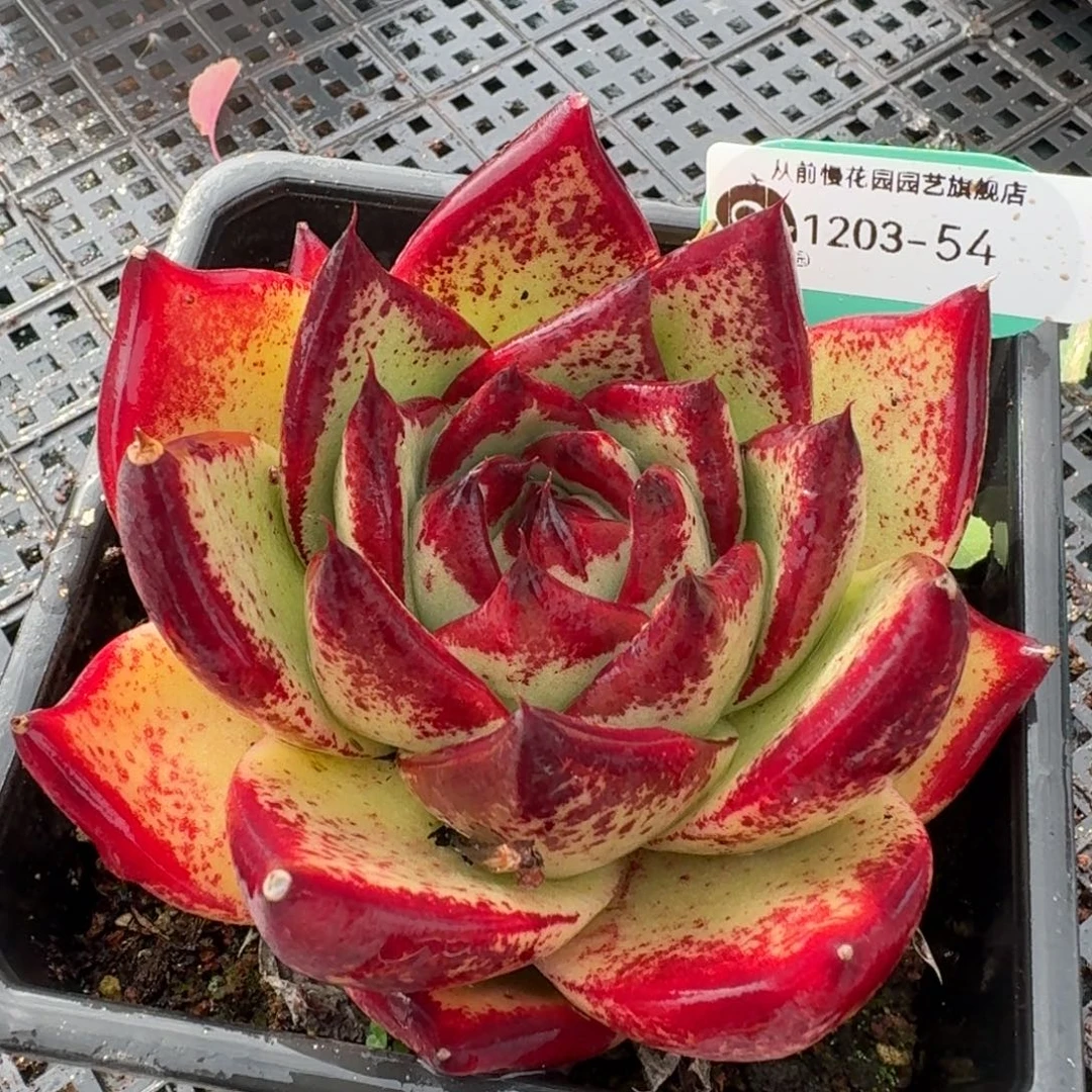 从前慢的多肉精选编号1203.54