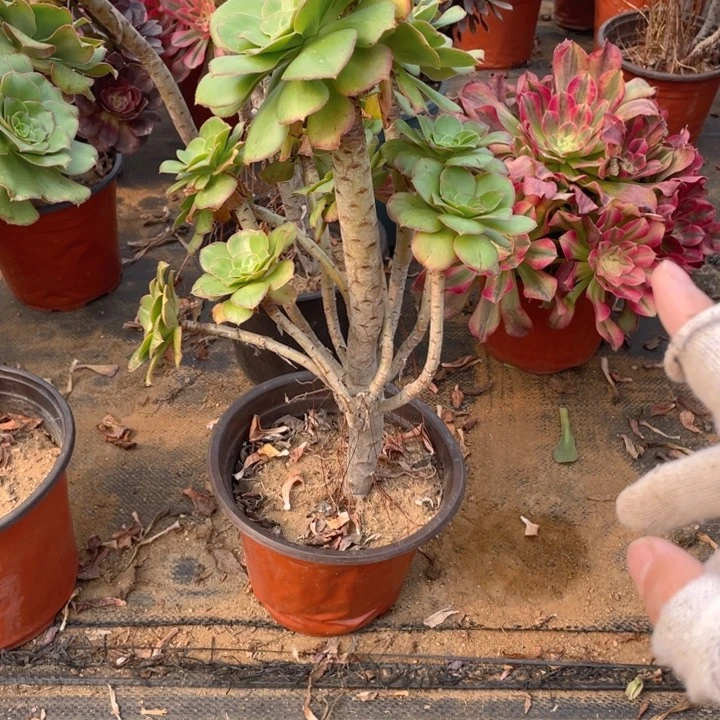 559君美丽法师多肉断枝不售后