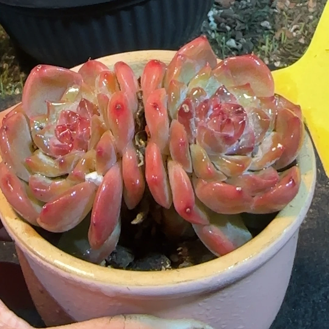 珍妮282一物一拍包装收缩花旱