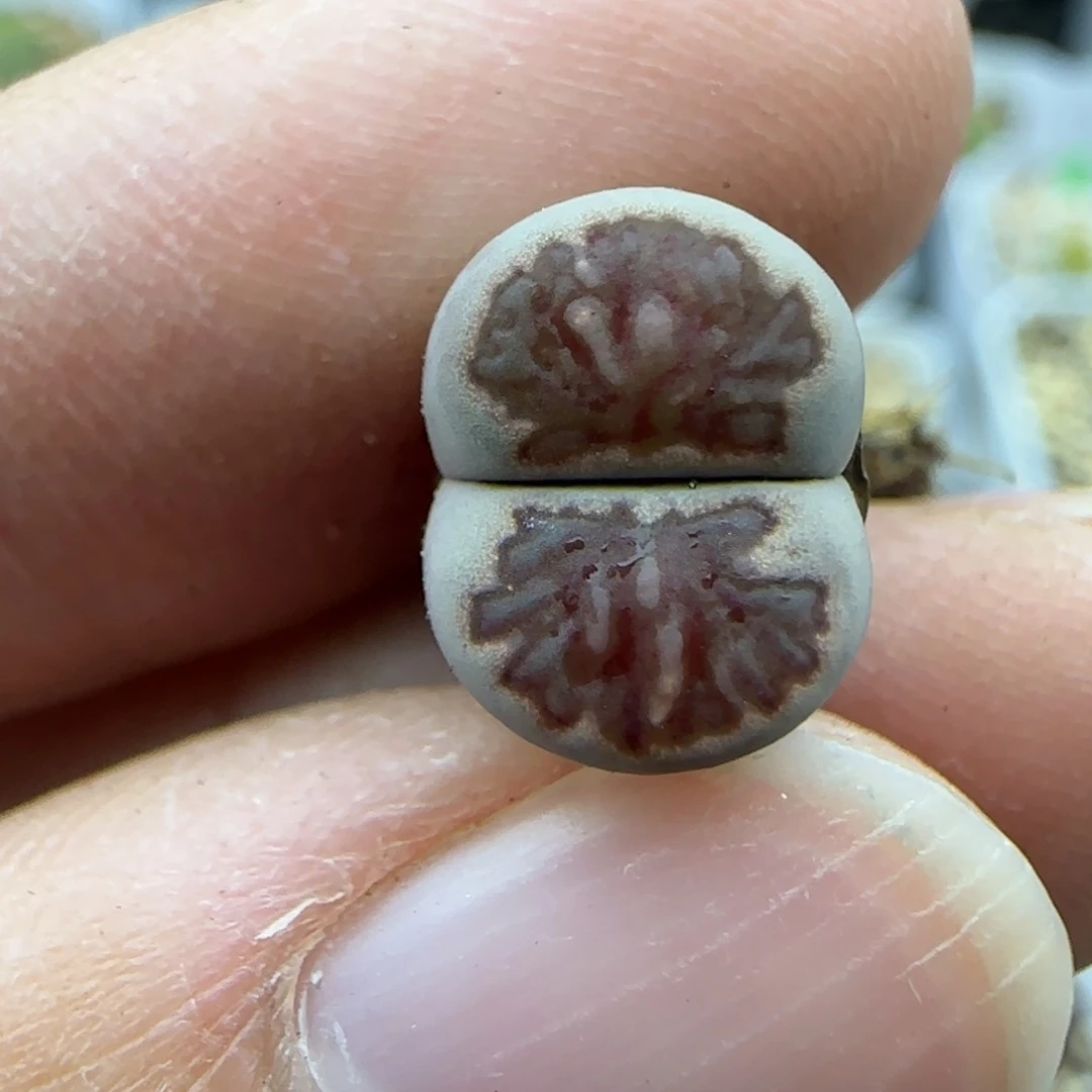 388 菊清框福利30包邮