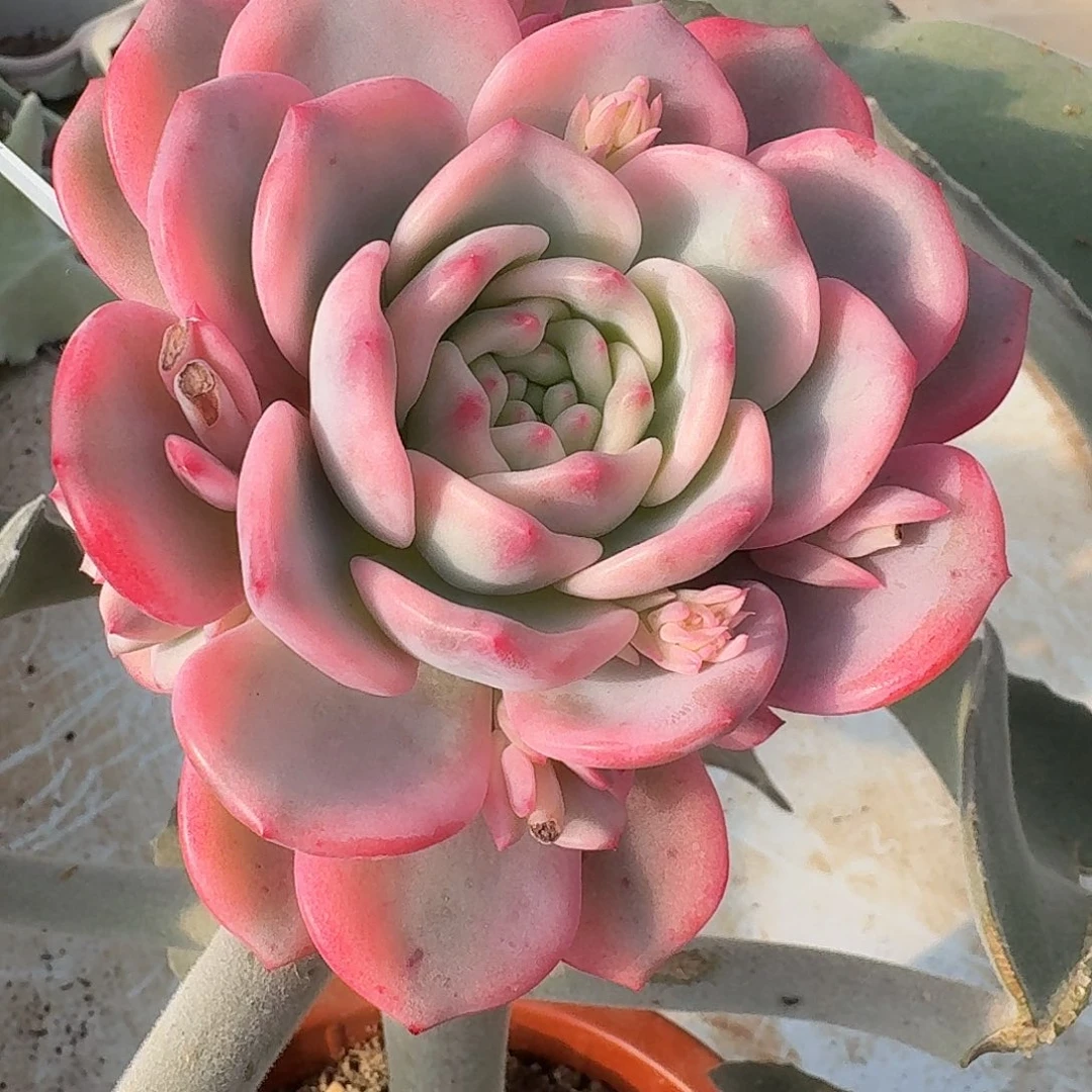 爱丽儿锦一物一拍