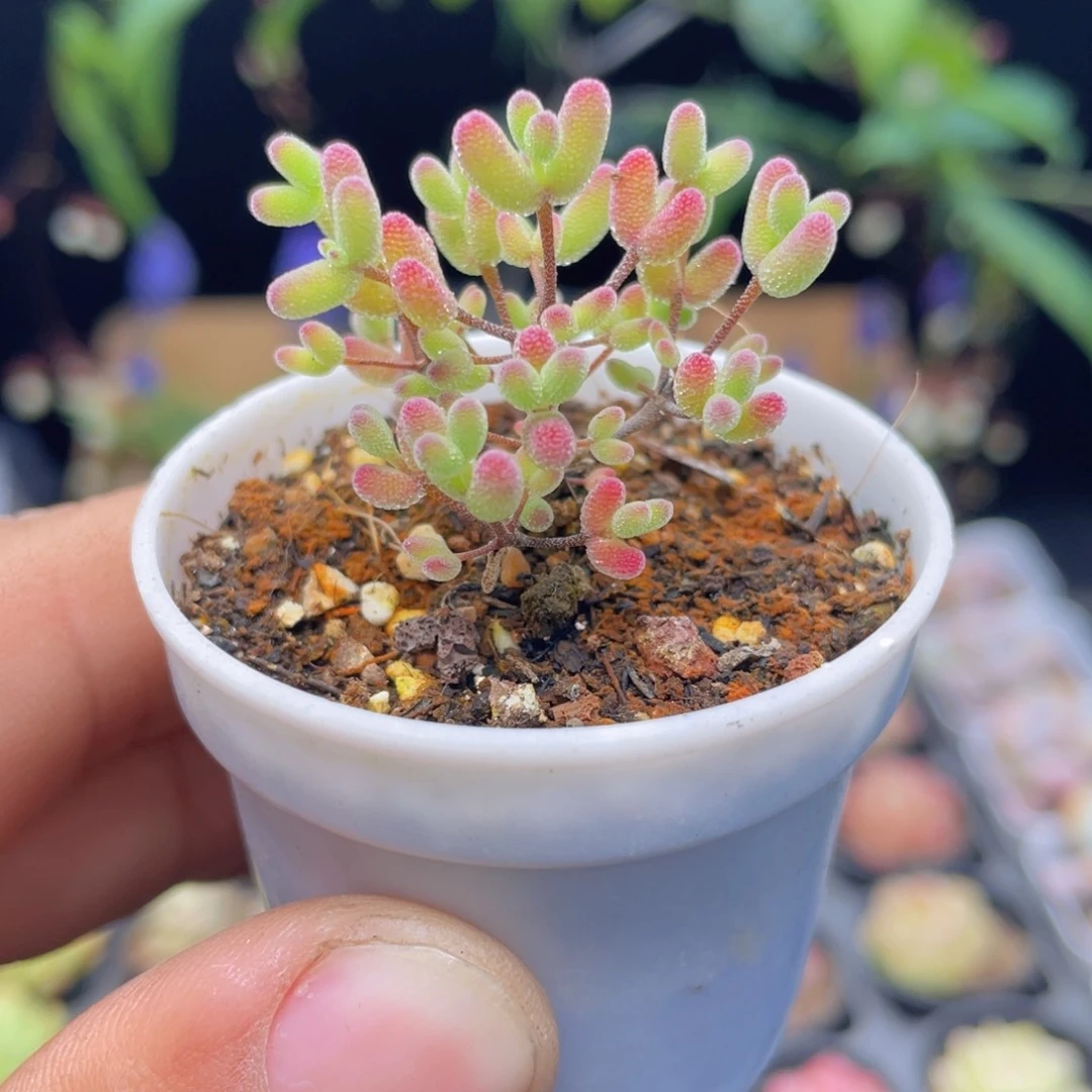 实生蜜桔糖球枝干多肉9.9包邮发货