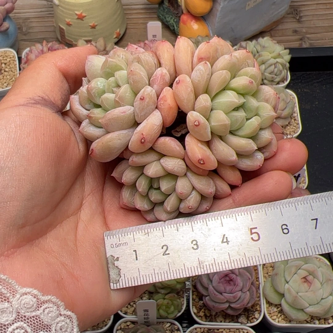 姜*贵397 多肉植物组合盆栽
