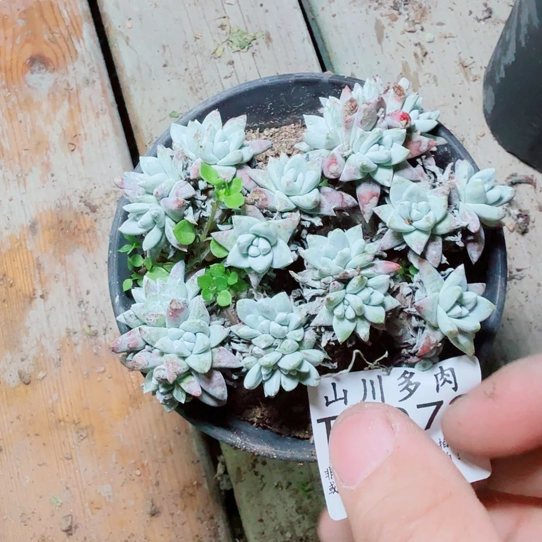 3072白菊仙女杯多肉