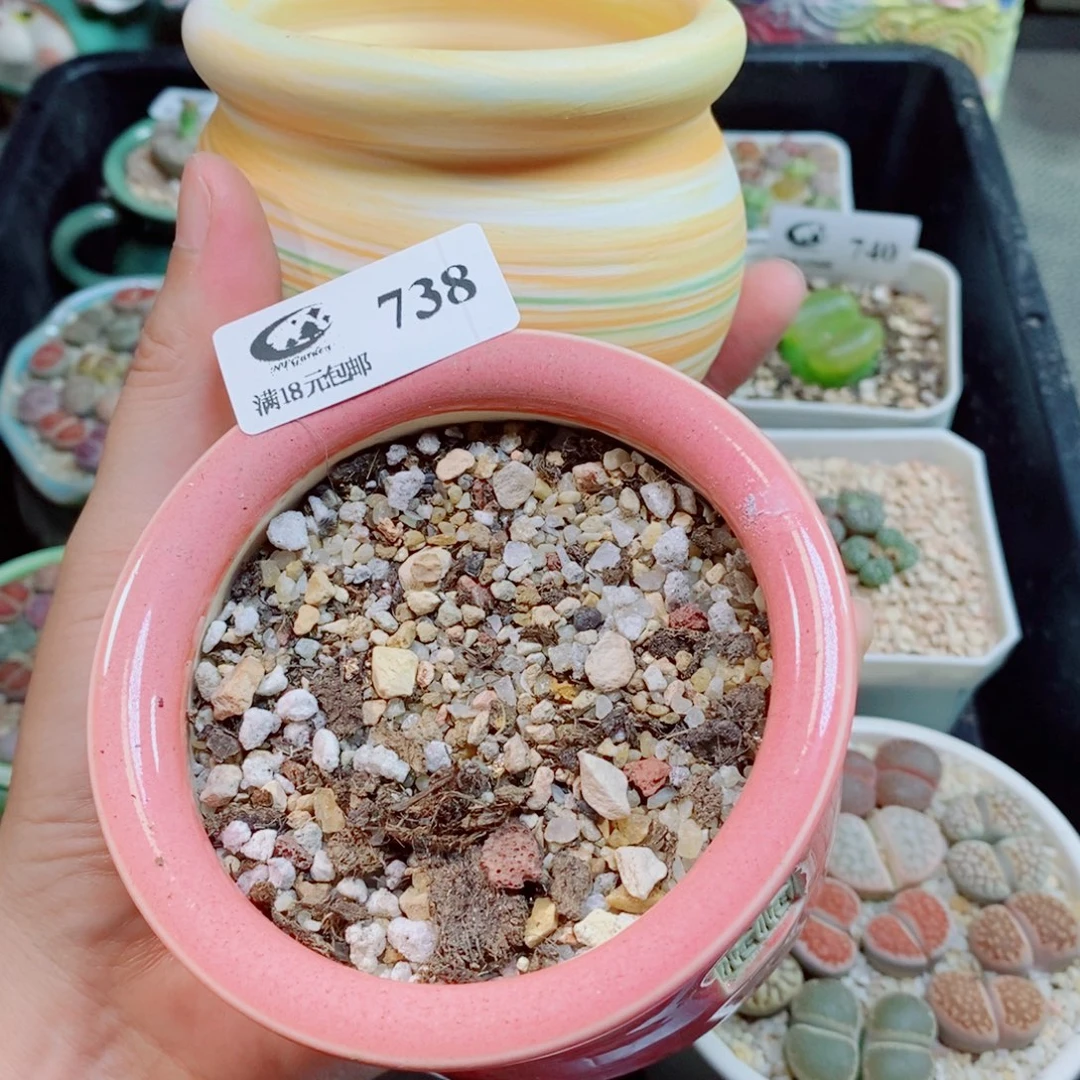 ^***蓉生石花花花花花花738