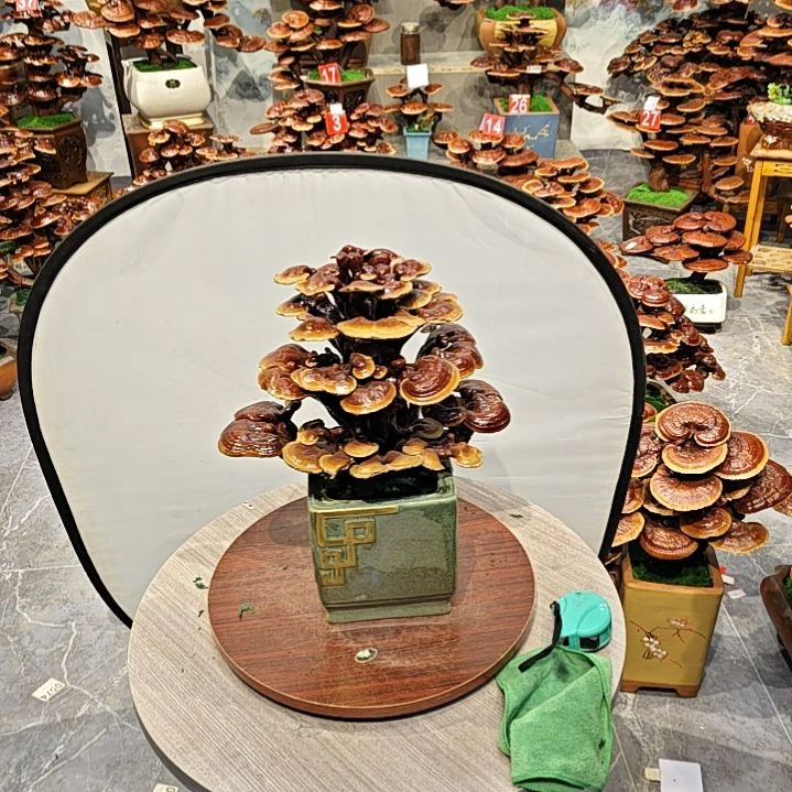 灵芝盆景高端大气上档次