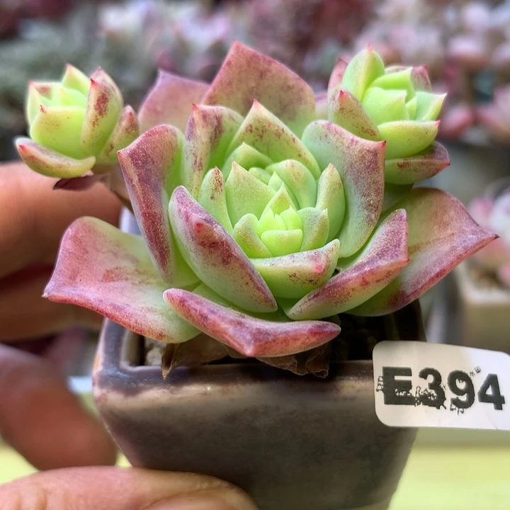 E394一物一拍带盆发